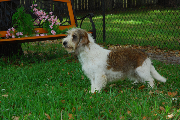 Oak PBGV